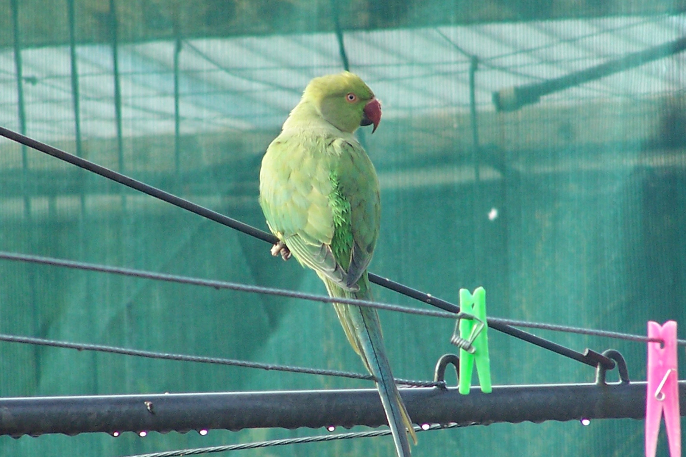 Community Effort To Capture Pest Bird Agriculture And Food